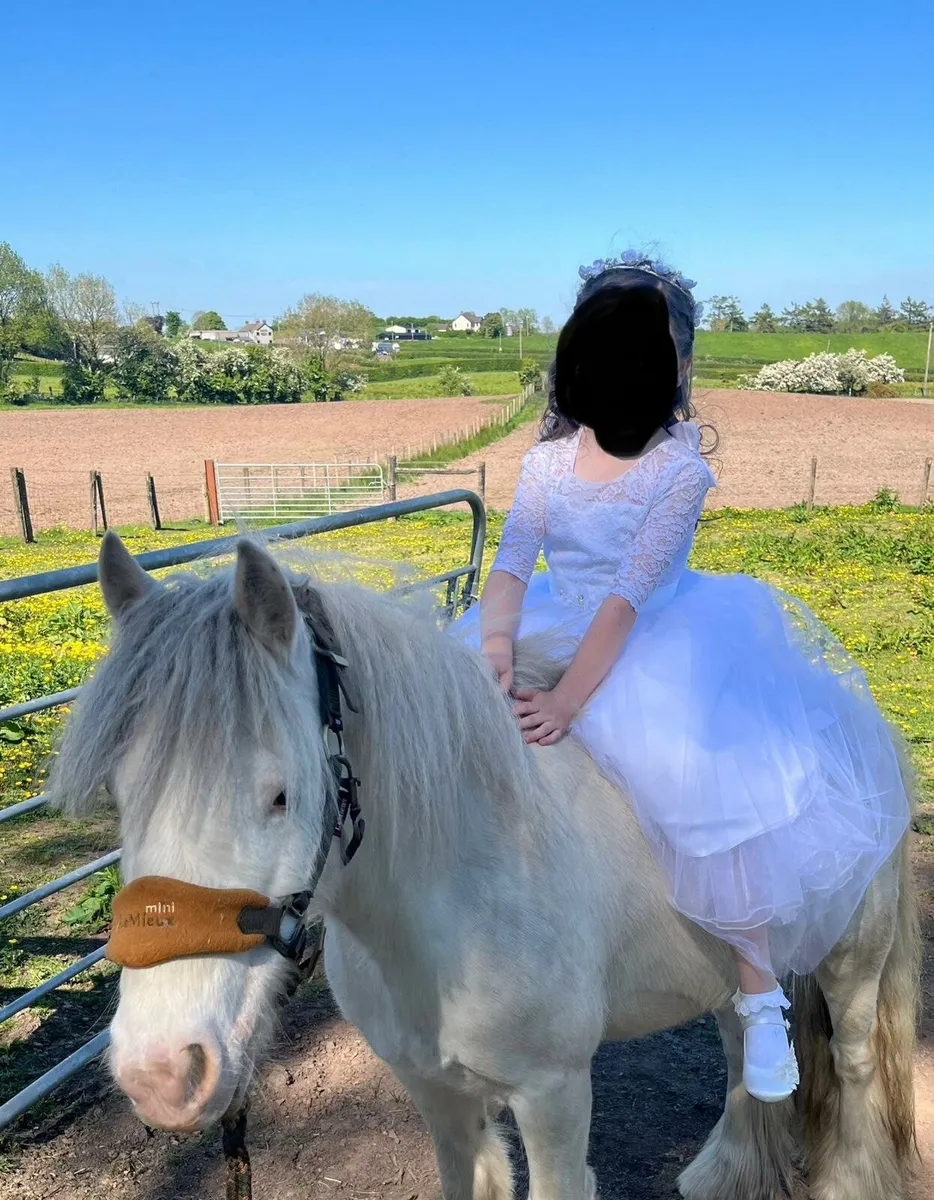 The perfect child's first pony - Image 3
