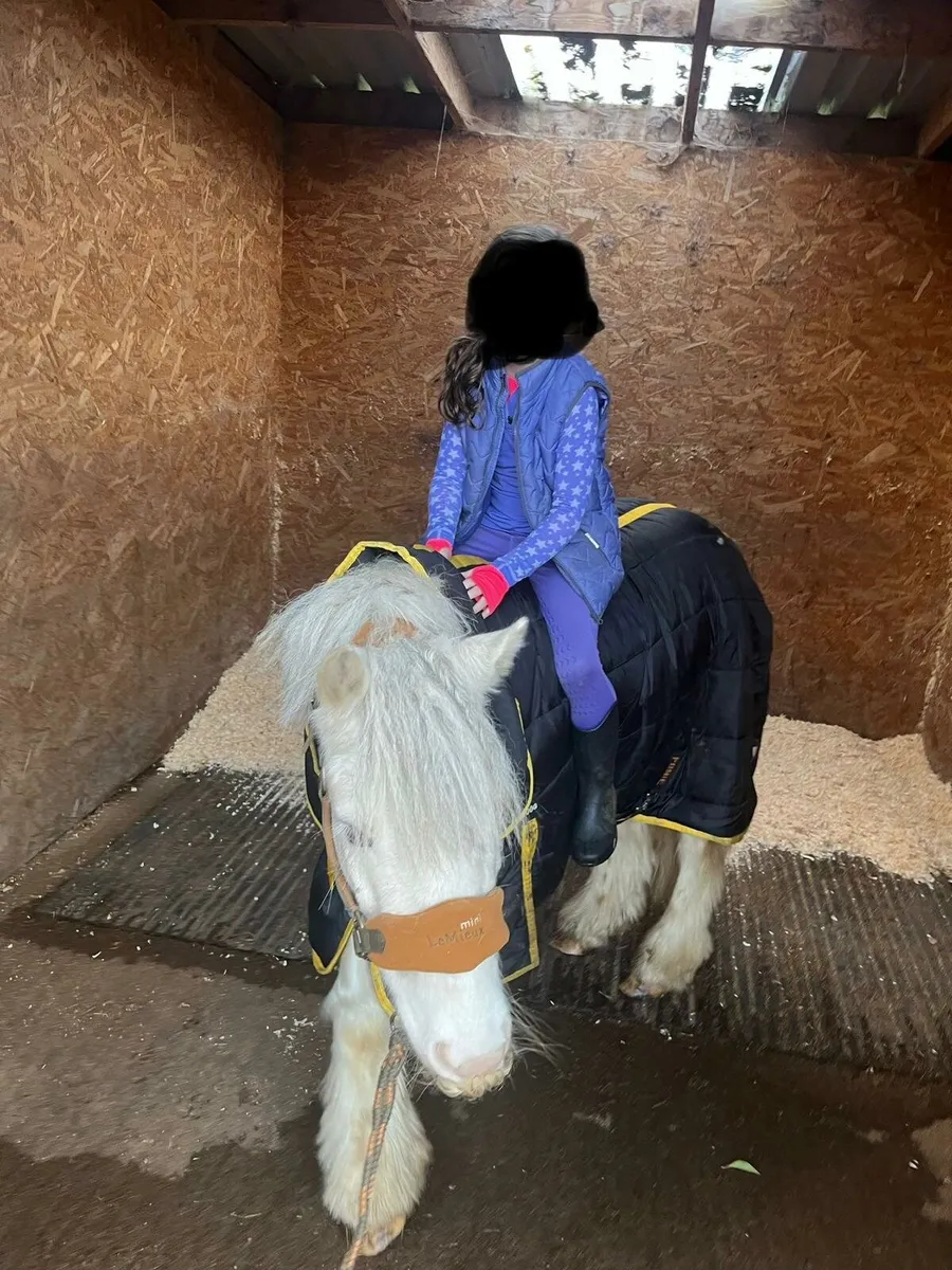 The perfect child's first pony - Image 4