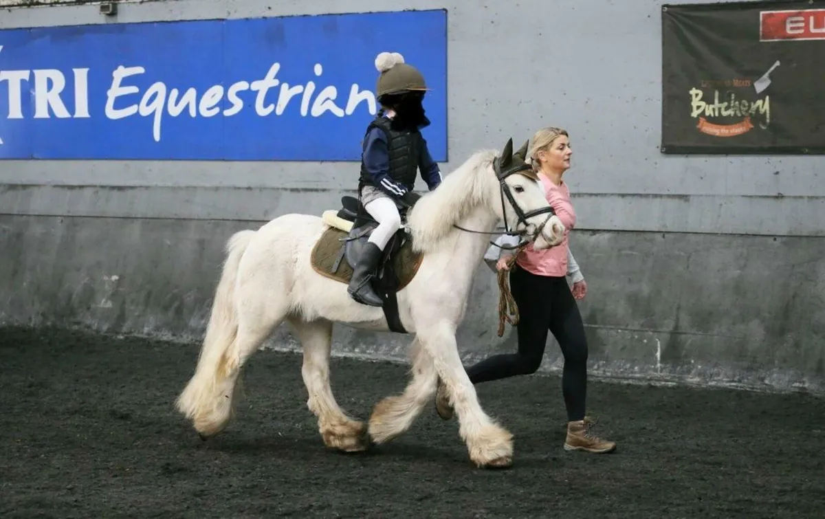 The perfect child's first pony - Image 1
