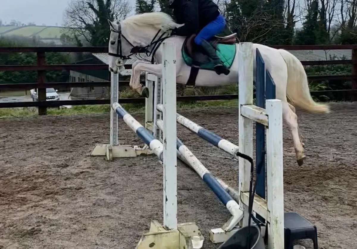 138cm Pony - Image 3