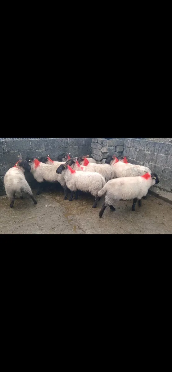 Sheep - Image 1