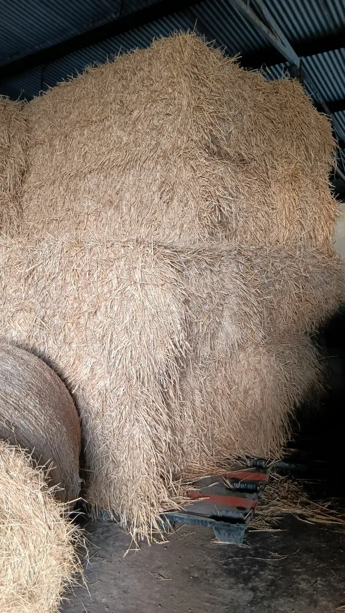 Oaten and wheaten straw 8x4x3 - Image 2