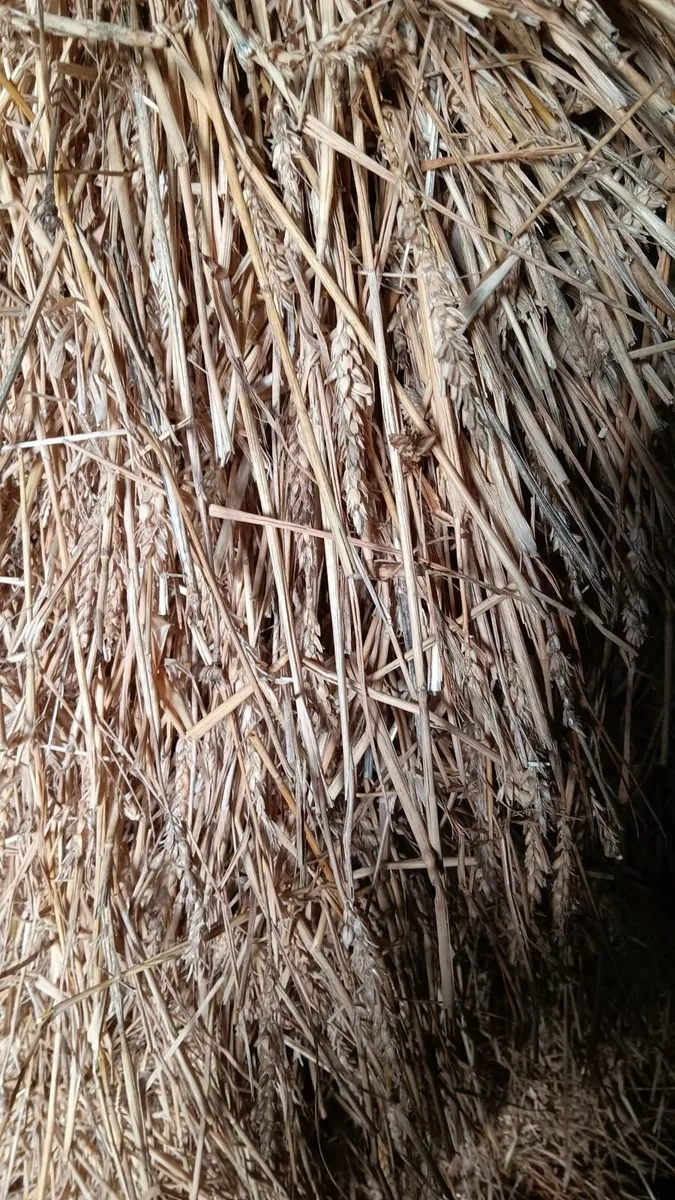 Oaten and wheaten straw 8x4x3 - Image 3