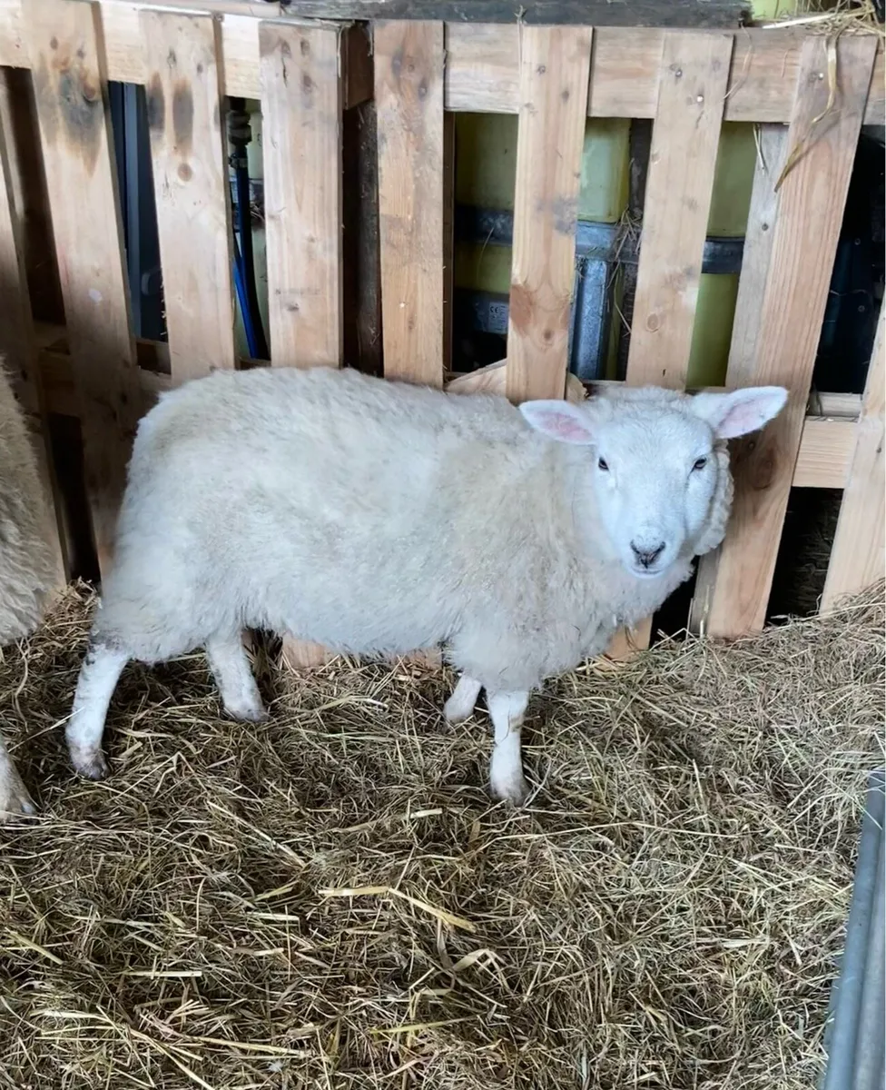 Mini sheep - Image 1
