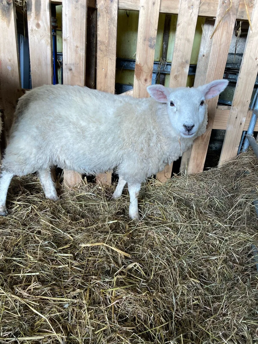Mini sheep - Image 2