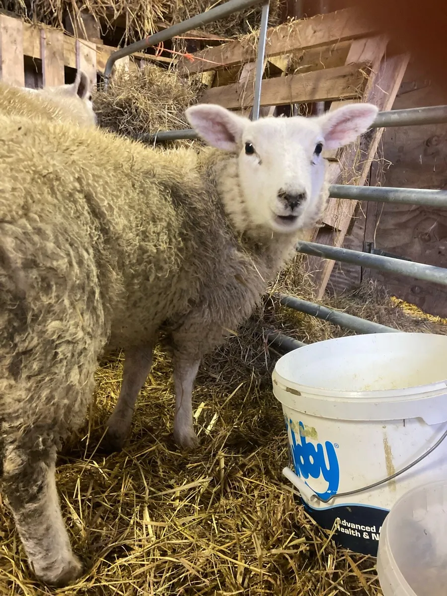 Mini sheep - Image 3