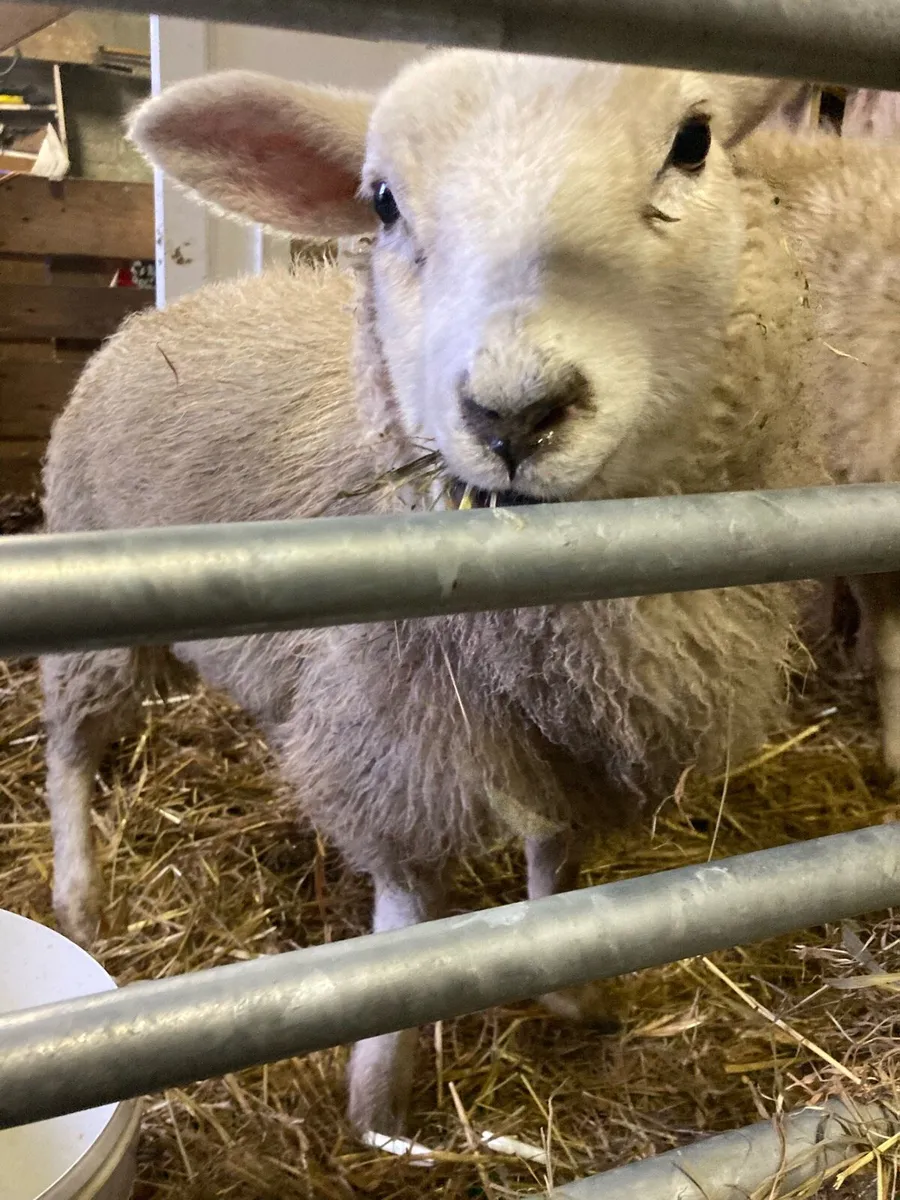 Mini sheep - Image 4