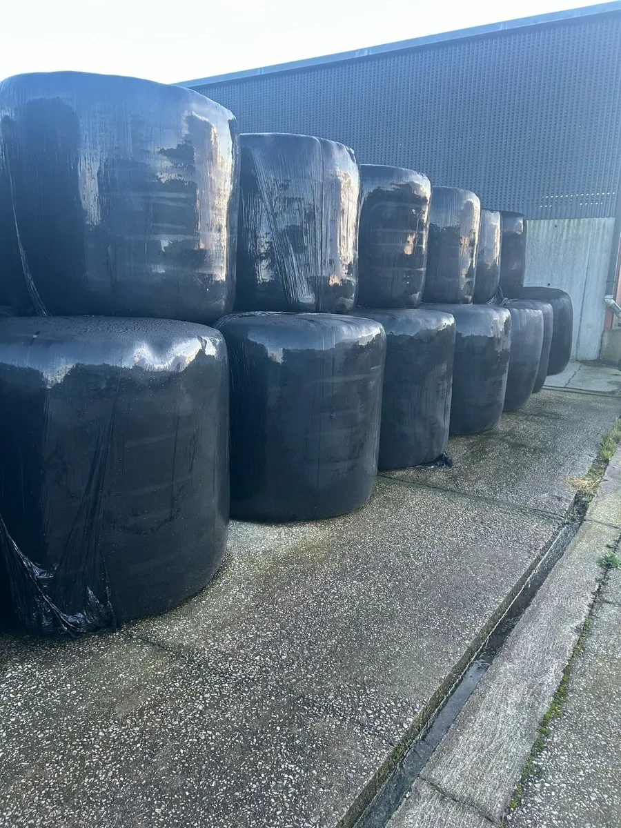 Silage bales - Image 2