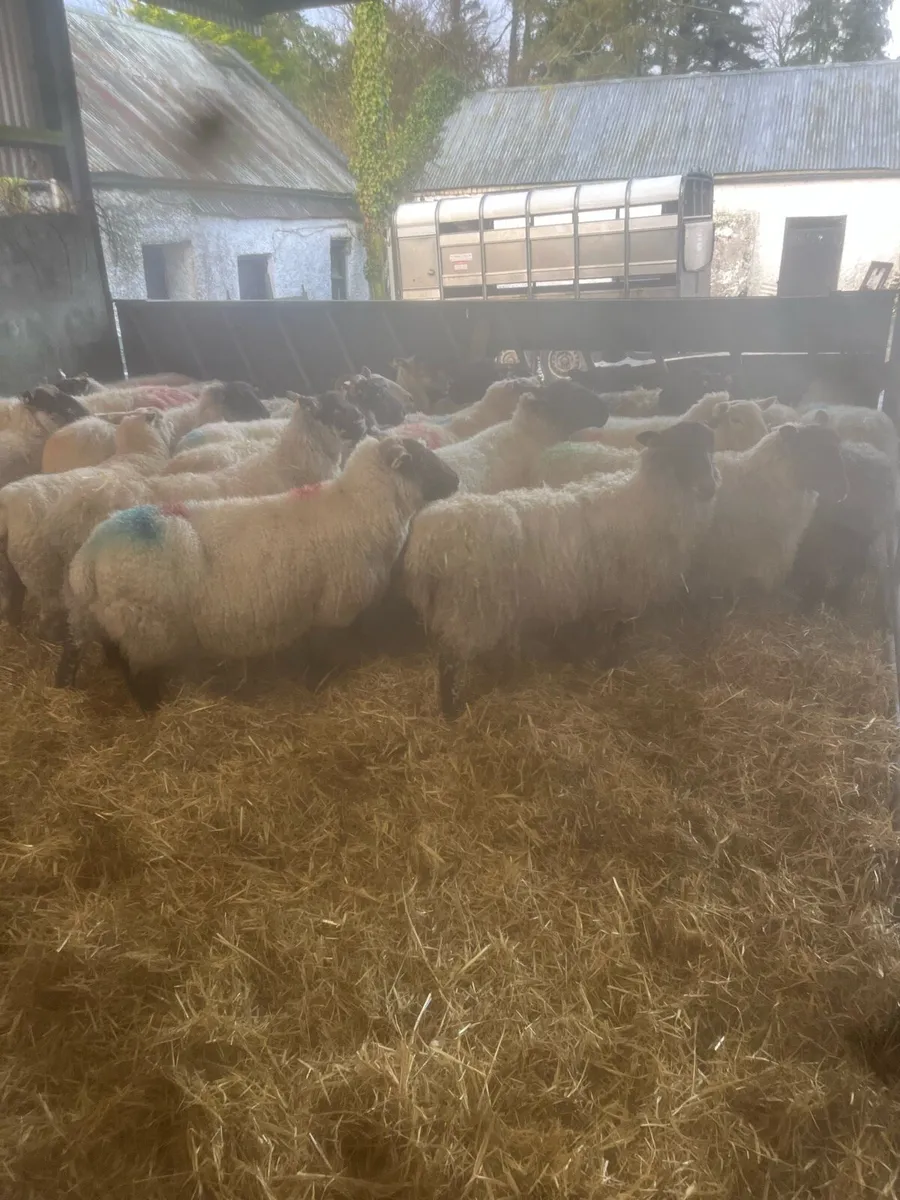 ⚡️25 inlamb ewes ⚡️ - Image 2