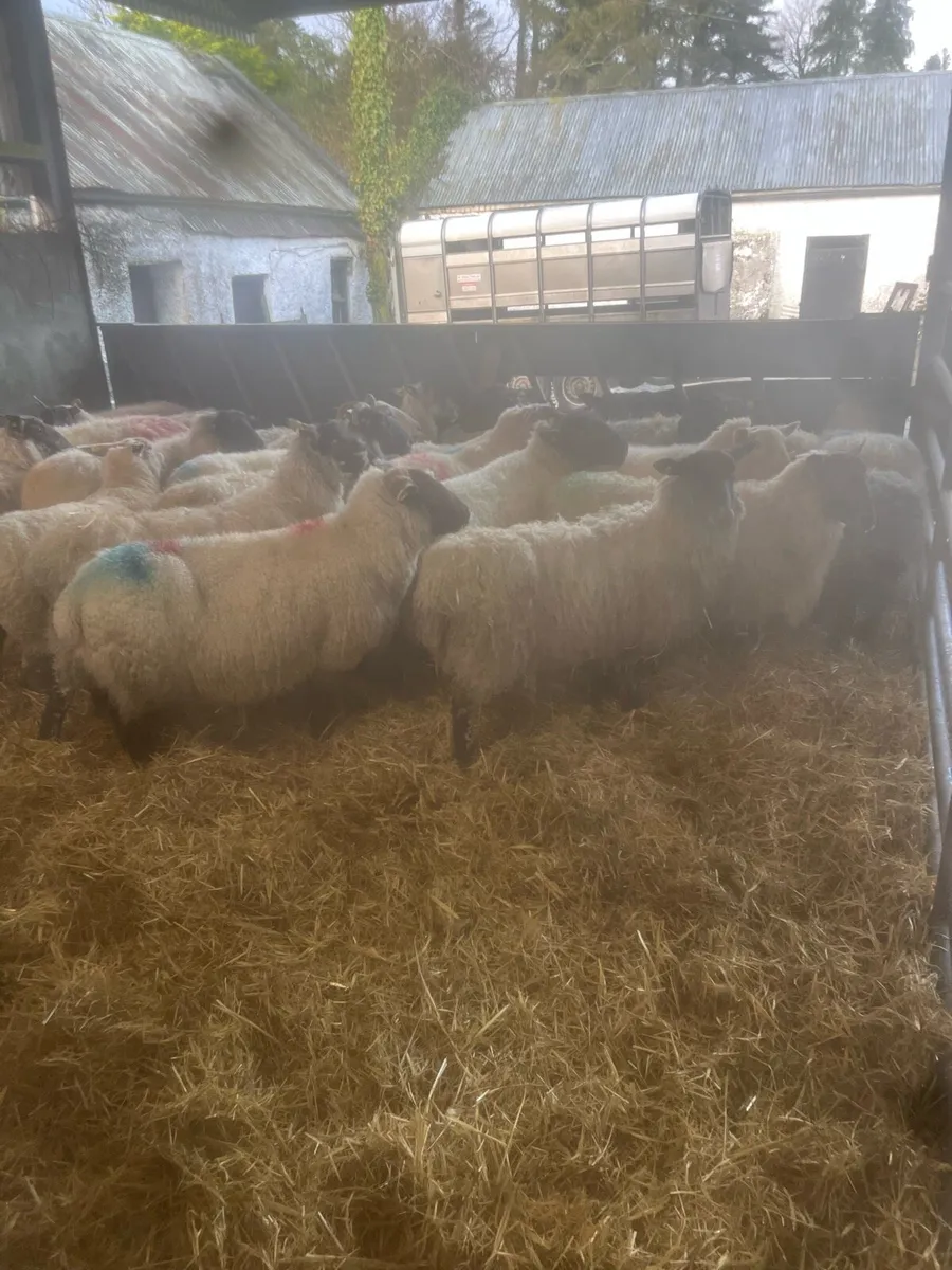 ⚡️25 inlamb ewes ⚡️ - Image 3