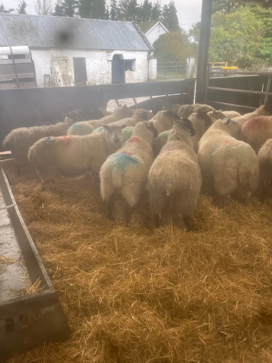 ⚡️25 inlamb ewes ⚡️ - Image 4