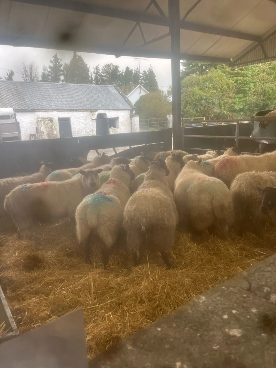 ⚡️25 inlamb ewes ⚡️ - Image 1