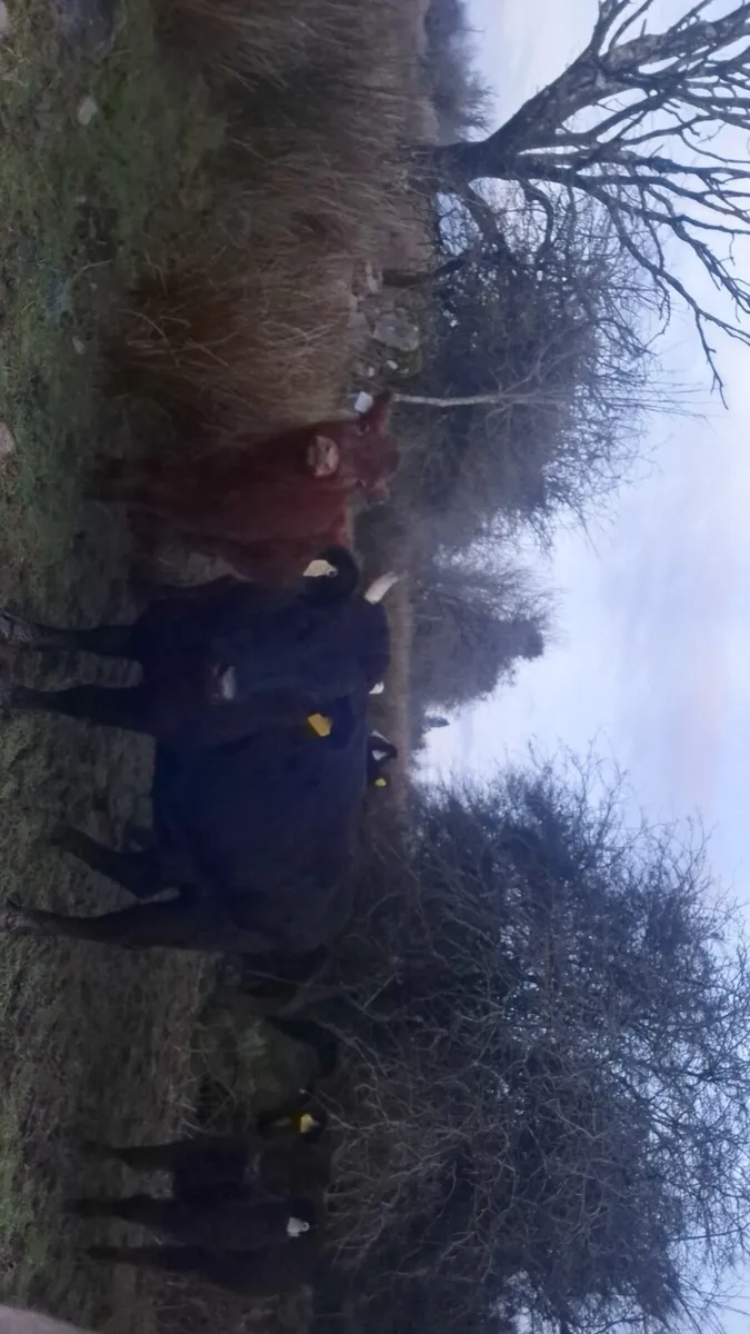 Pure bred dexter cow and calf - Image 2