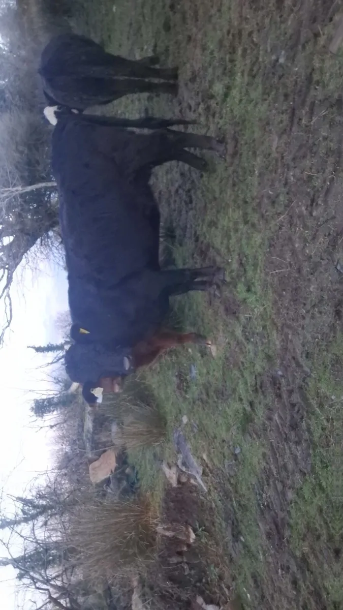 Pure bred dexter cow and calf - Image 4