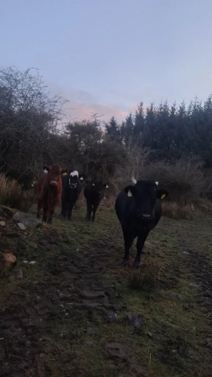 Pure bred dexter cow and calf - Image 3