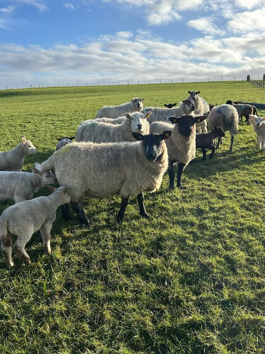 EWES AND LAMBS - Image 1
