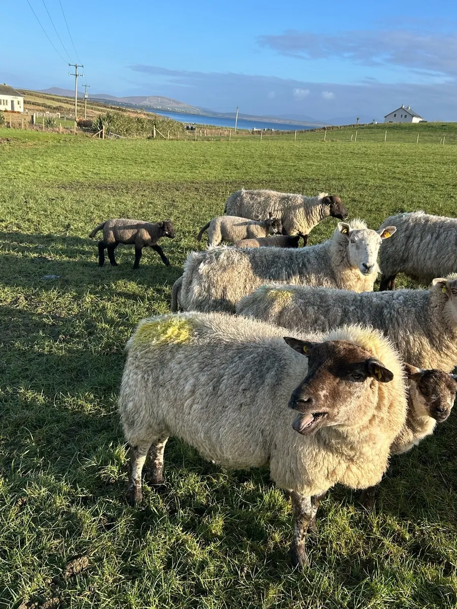 EWES AND LAMBS - Image 2