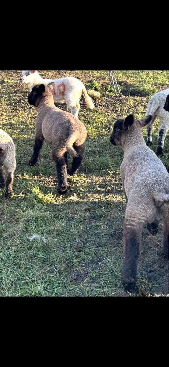 EWES AND LAMBS - Image 3