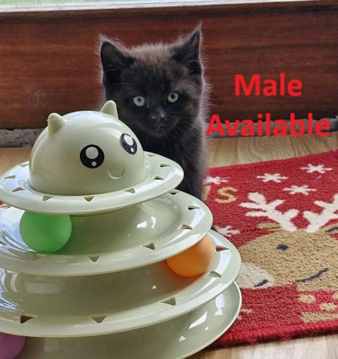 Maine coon Mix Kittens (All kittens are reserved) - Image 1