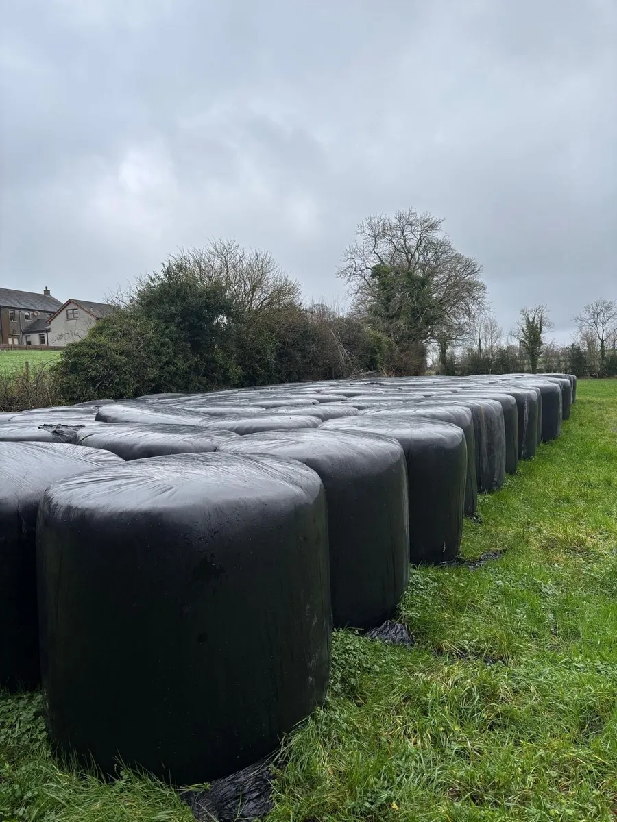 140 Top Quality Round Bale Silage