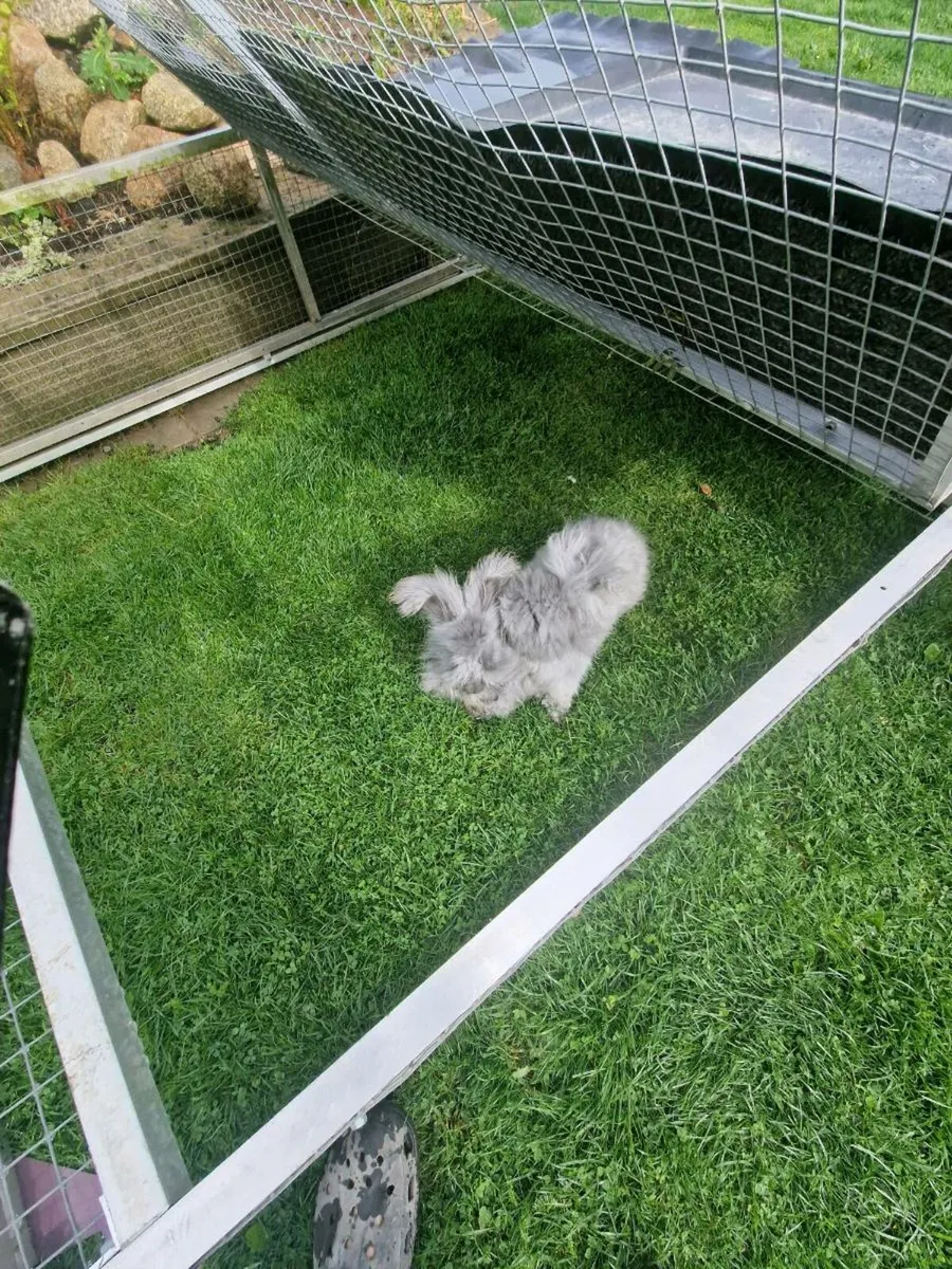 Angora pure breed females x 2 - Image 1