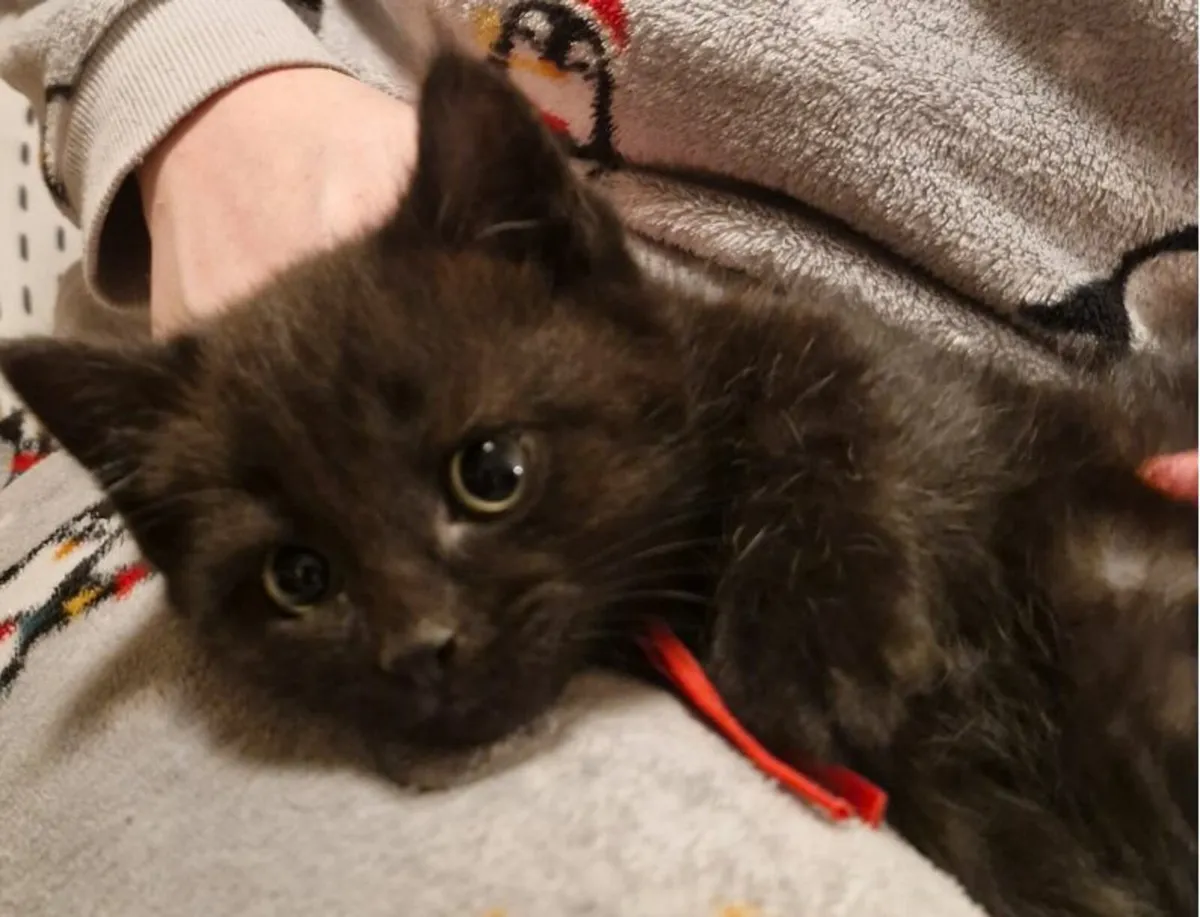 Maine coon Mix Kittens (All kittens are reserved) - Image 4