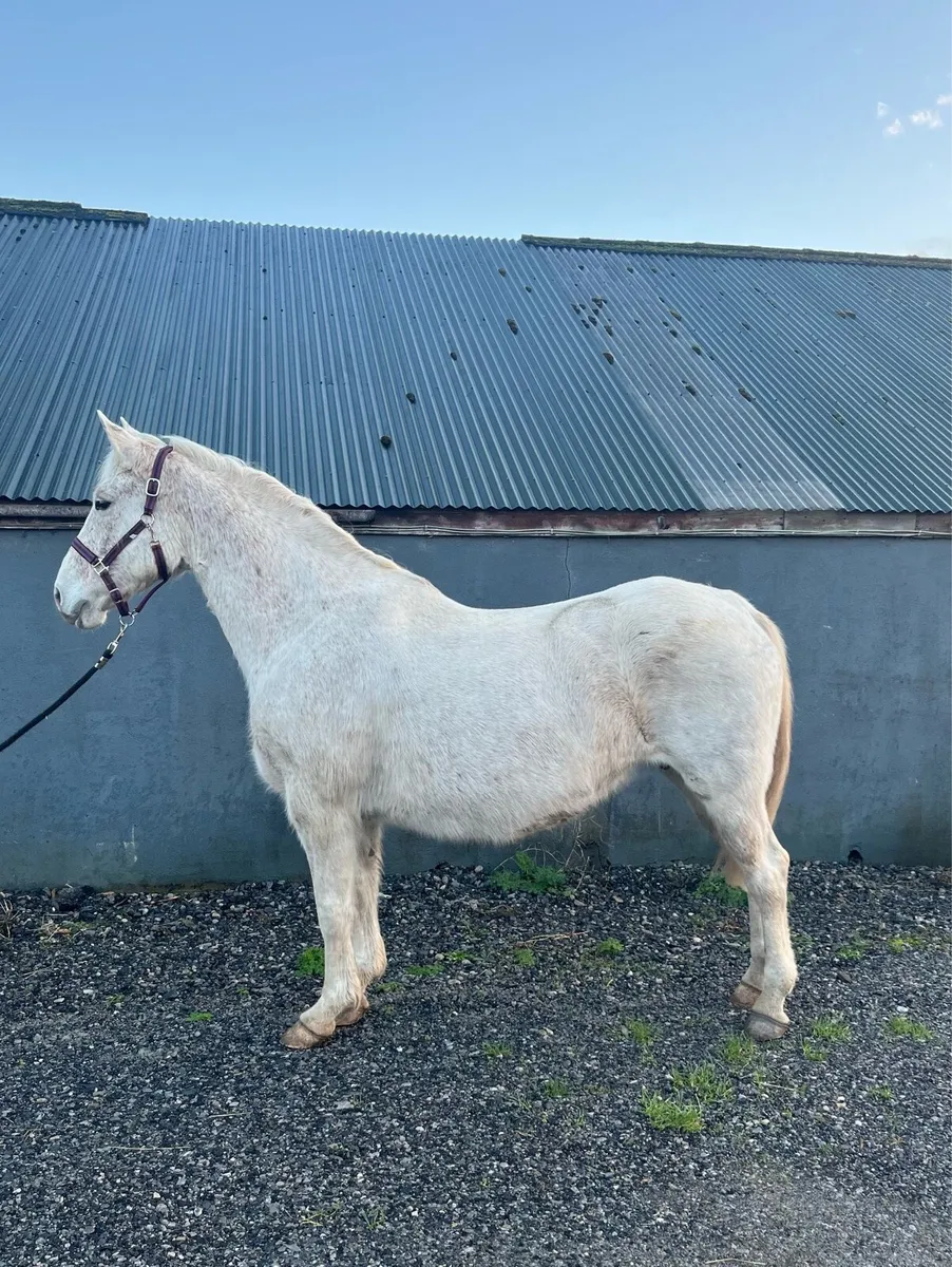 RID Broodmare In Foal - Image 2