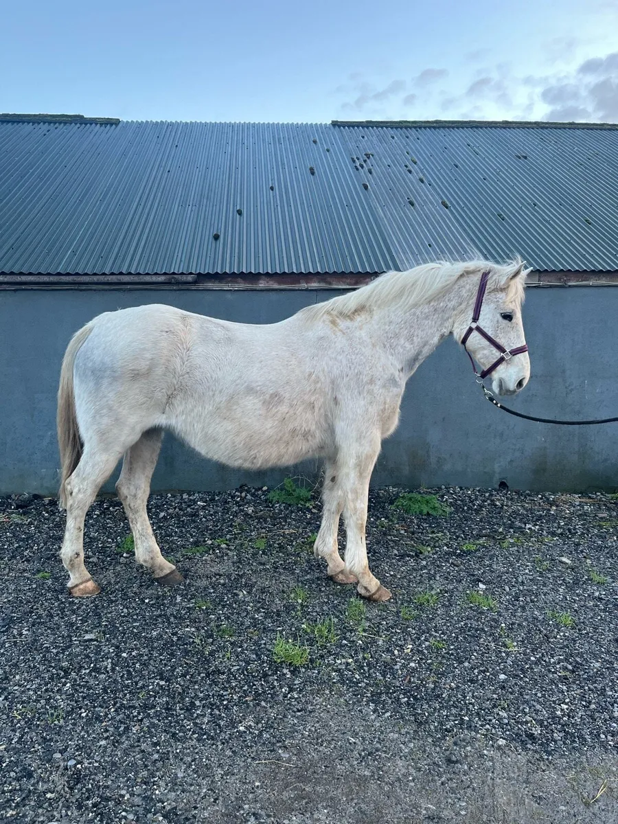 RID Broodmare In Foal - Image 3