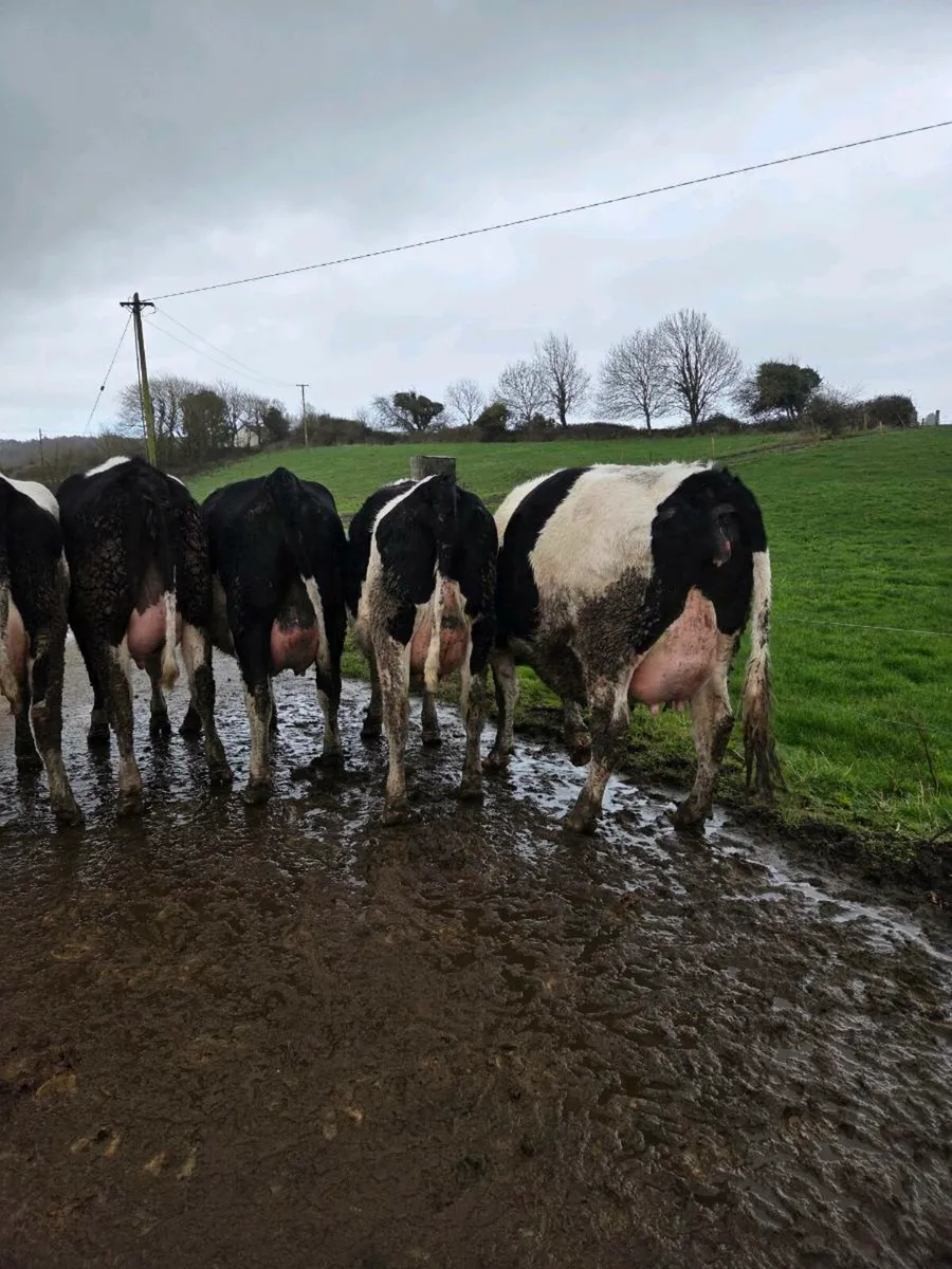 Friesian Heifers for Sale - Image 3