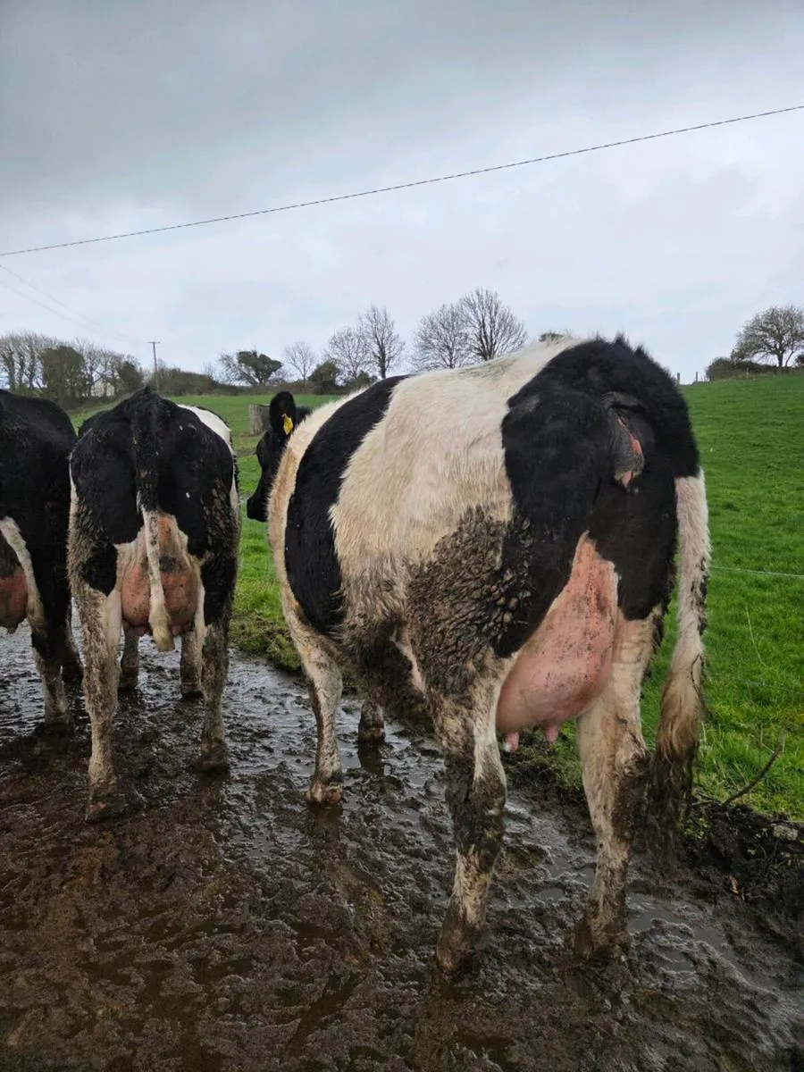 Friesian Heifers for Sale - Image 4