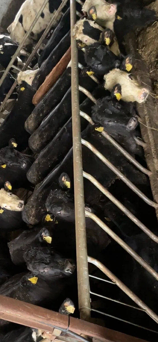 Angus and Hereford - Image 1