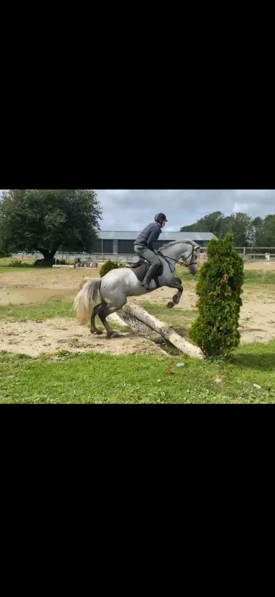 LOT 345 Clifden sales 21st Feb - Image 3