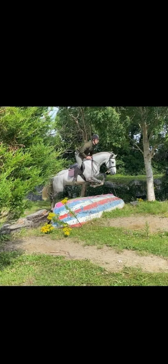 LOT 345 Clifden sales 21st Feb - Image 1