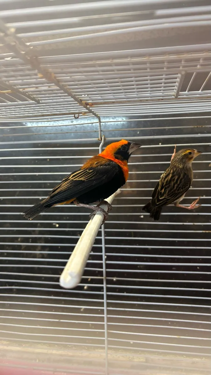 Pair of weaver finches - Image 1