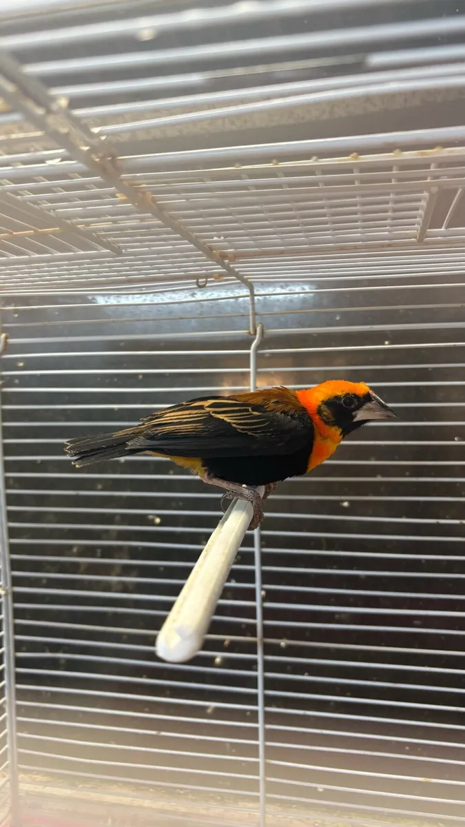 Pair of weaver finches - Image 4