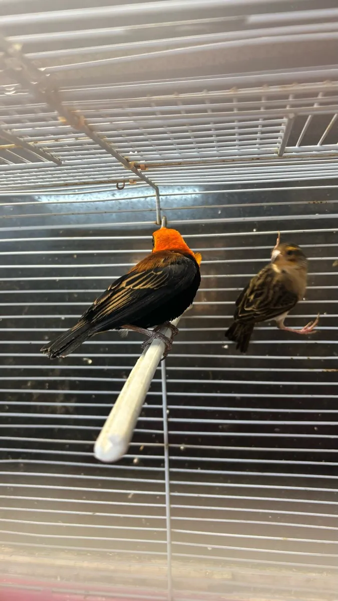 Pair of weaver finches - Image 2