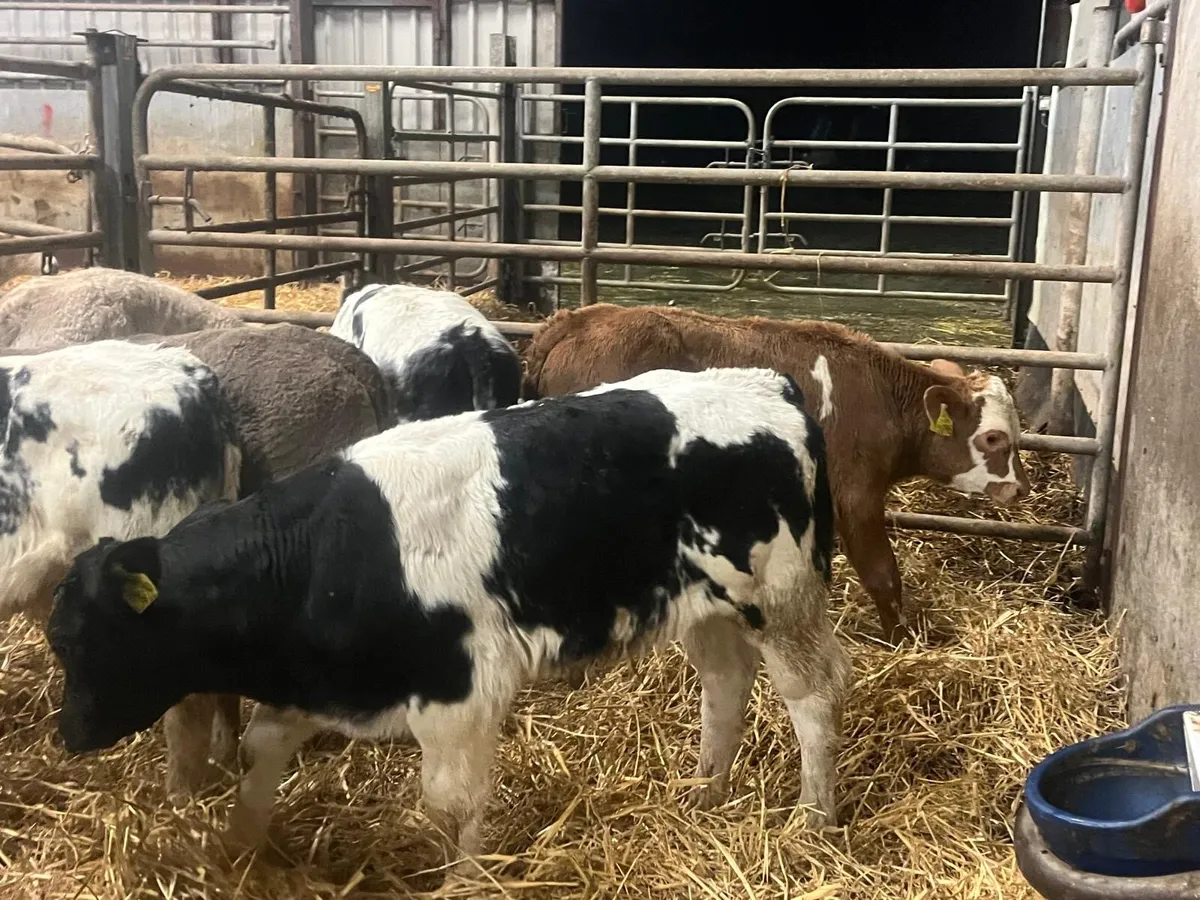 11 super reared continental bulls - Image 2