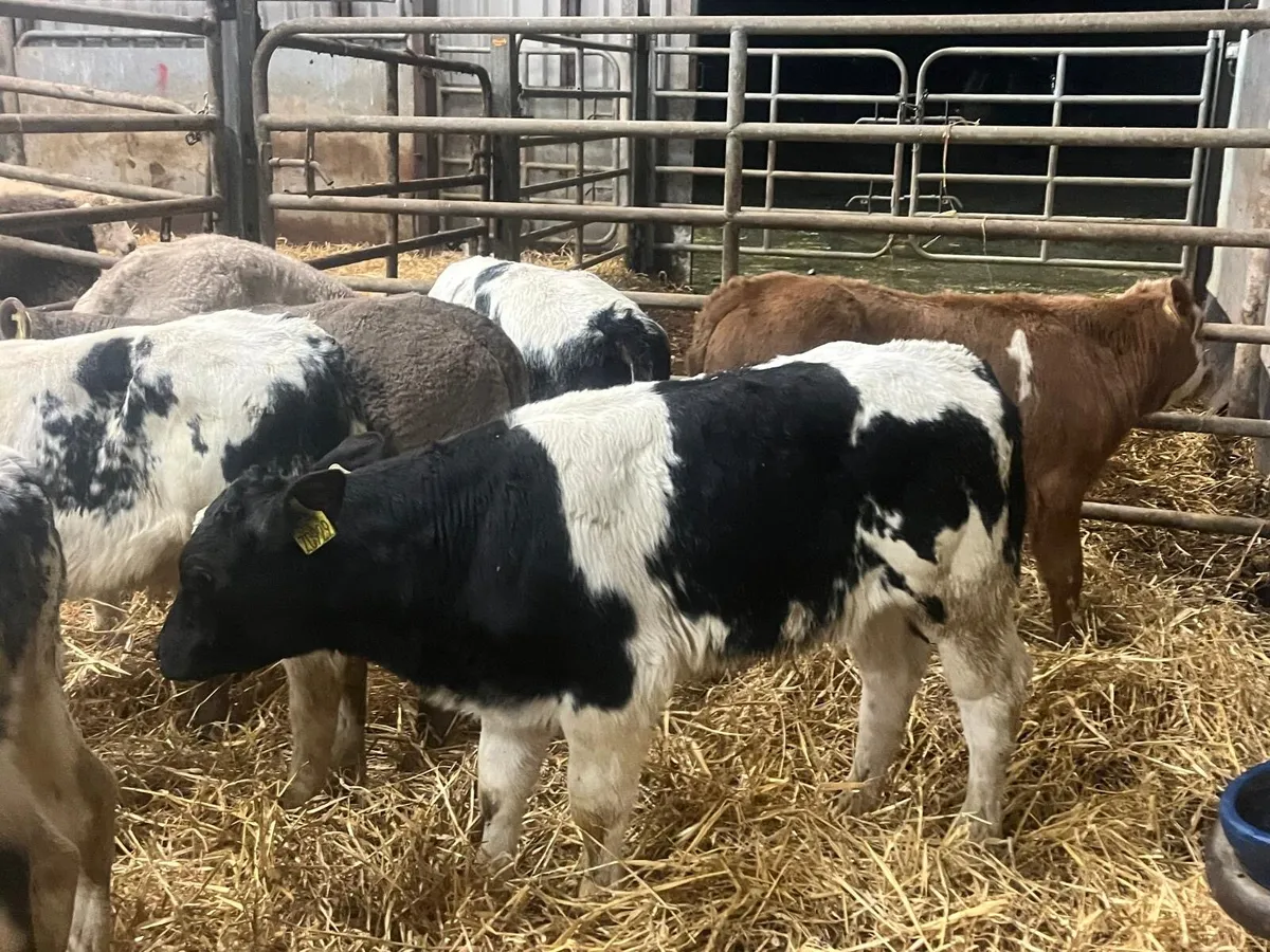 11 super reared continental bulls - Image 3