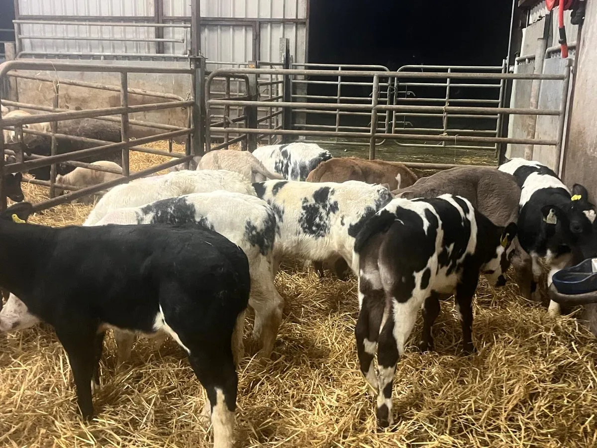 11 super reared continental bulls - Image 4