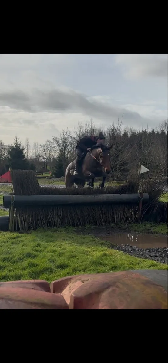 Cross country / hunter - Image 2