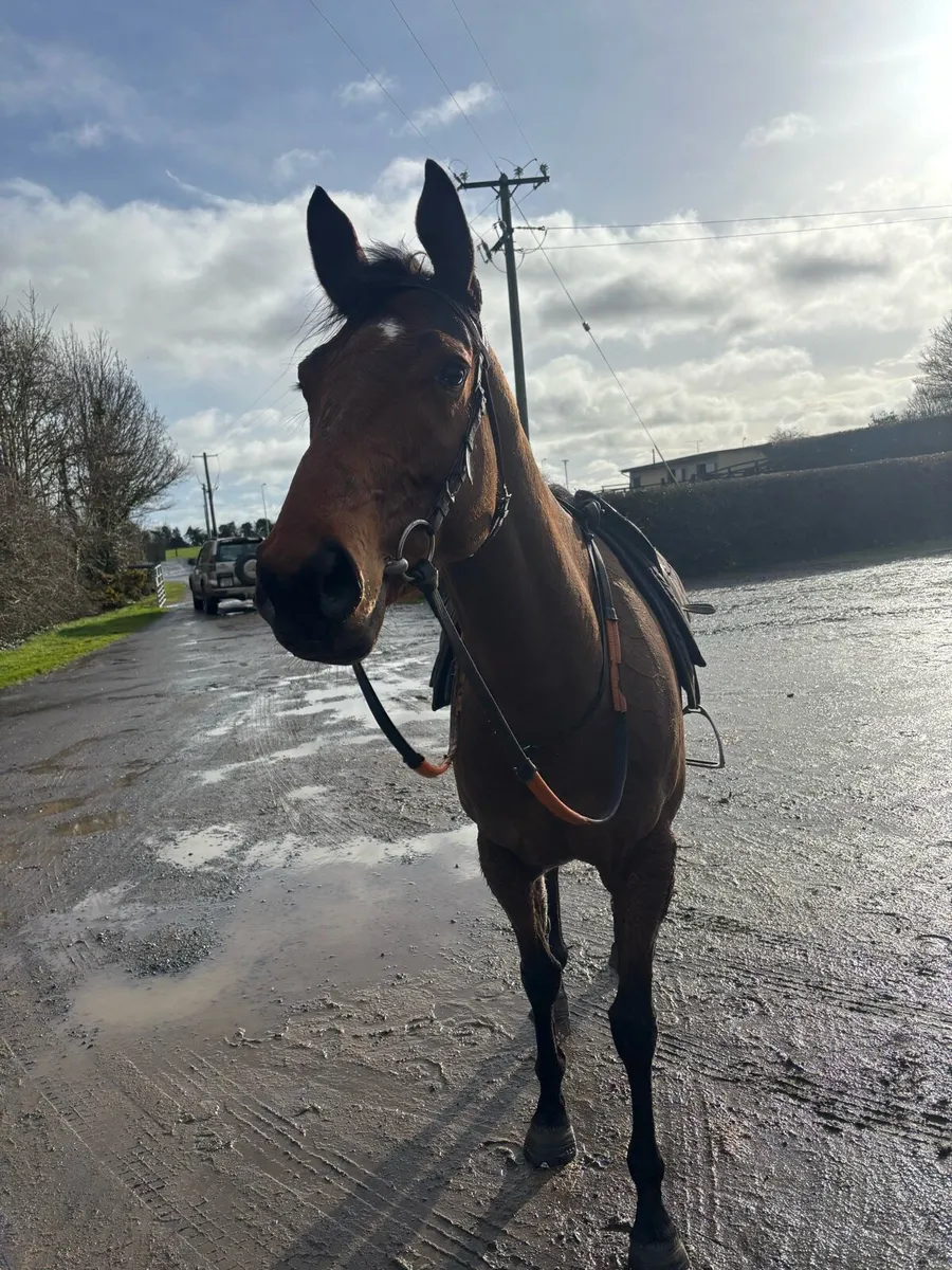 Cross country / hunter - Image 3