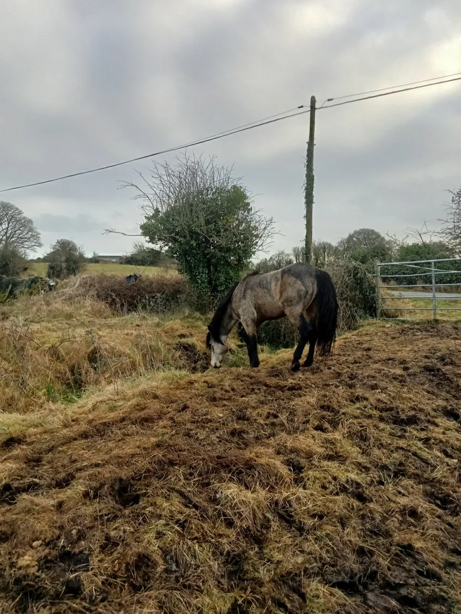 Dun Connemara gelding - Image 2