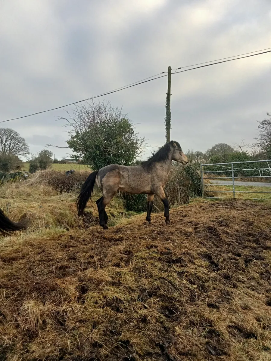 Dun Connemara gelding - Image 4