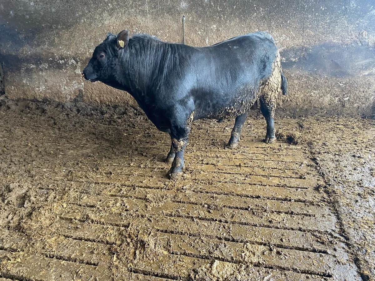 Aberdeen Angus bull - Image 1