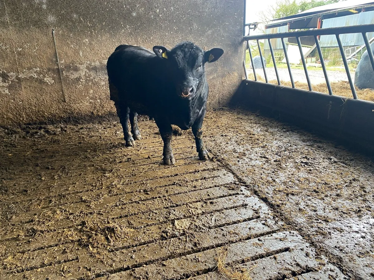 Aberdeen Angus bull - Image 2