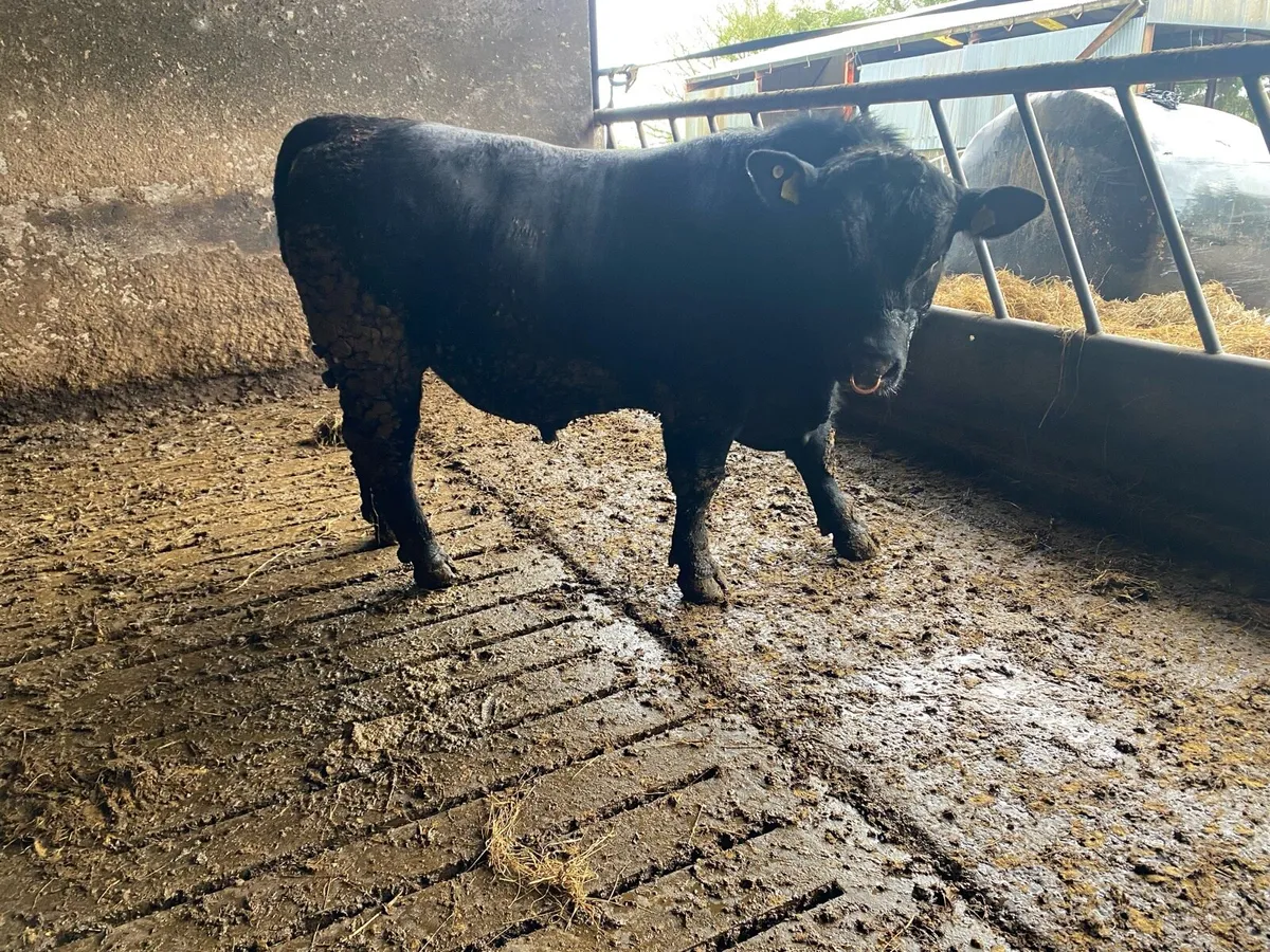 Aberdeen Angus bull - Image 4