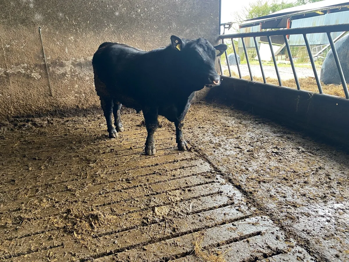 Aberdeen Angus bull - Image 3