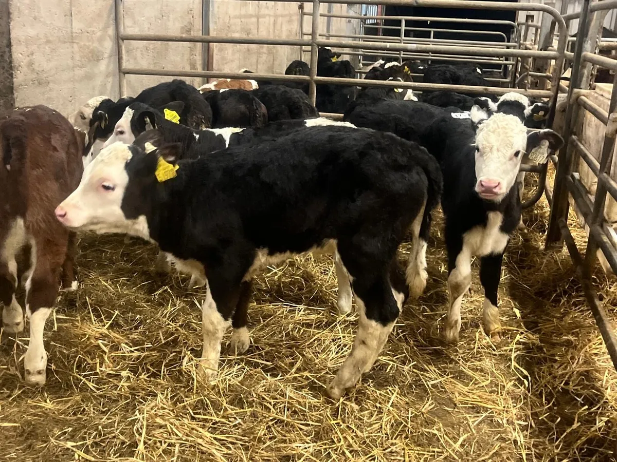 9 reared Hereford heifers - Image 1