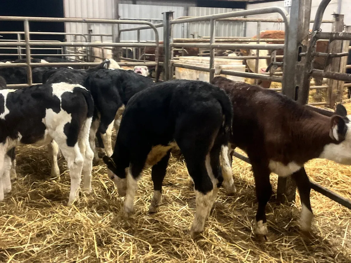 9 reared Hereford heifers - Image 2
