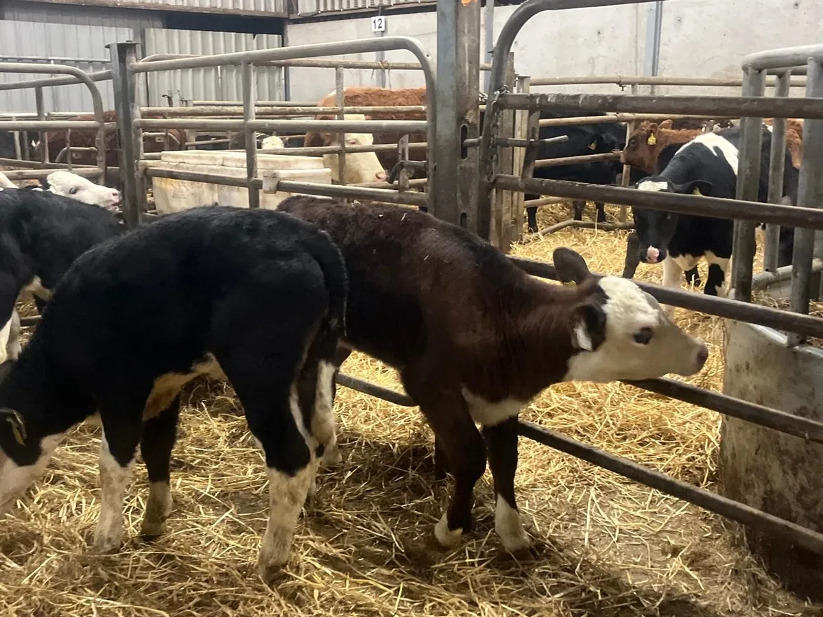 9 reared Hereford heifers - Image 3